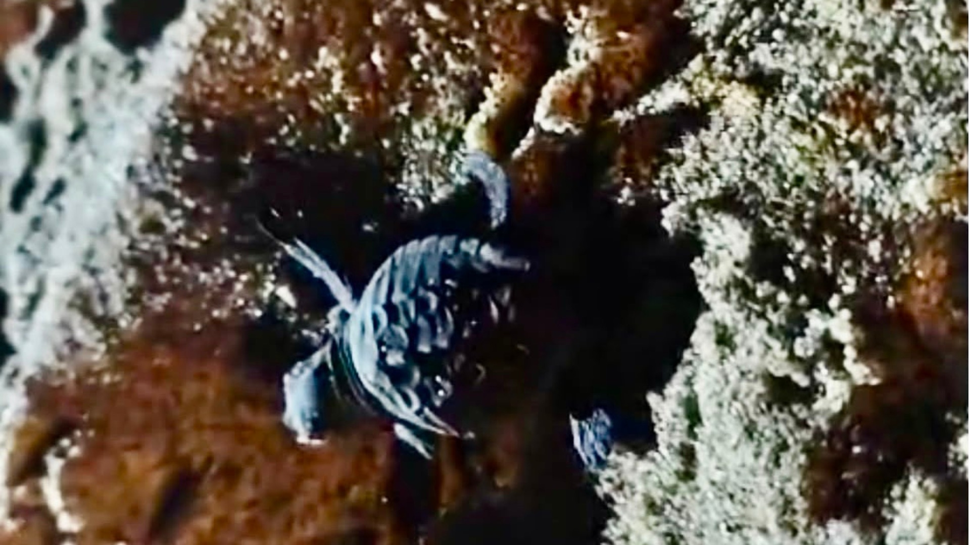 A Cefalù fiorisce la vita: nate 25 tartarughine di Caretta caretta